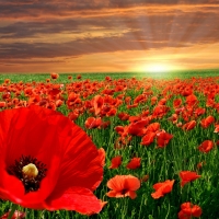 Poppy field at Sunset