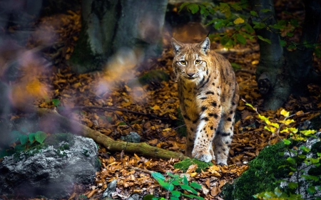 Lynx - Lynx, cub, tail, Animal