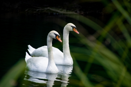 White  Swans - Lake, White, Birds, Swans