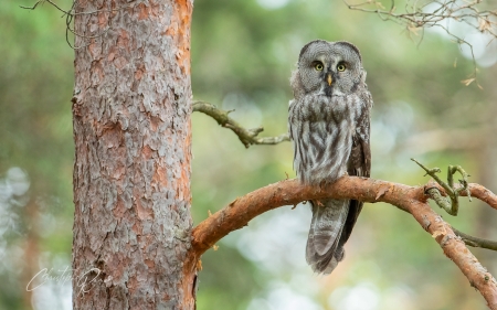 Owl - owl, bird, nature, Sweden, tree