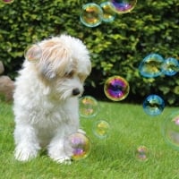 Poodle and Bubbles