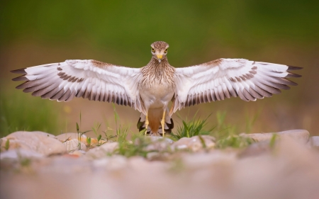 Stone Curlew - bird, Stone Curlew, grass, wings