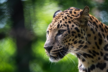 Leopard - animal, kitty, spots, Leopard