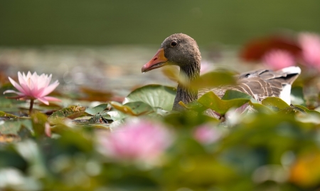 Goose - swim, Goose, duck, bird