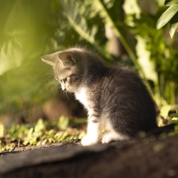 Kitty