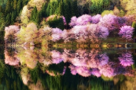 Lake Reflection - Reflection, Lake, sakura, tree