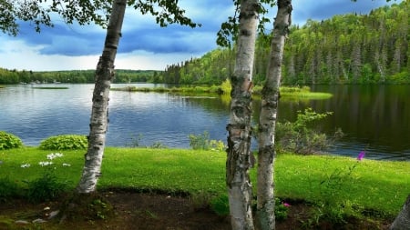 Summer pond - Grass, Forest, Shore, Greens