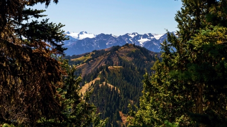 Looking at some of Olympic NP's largest glaciers - usa, trees, landscape, washington, sky, rocks