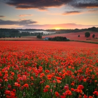 Poppy Field