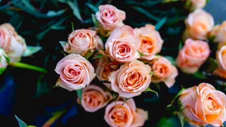 Rose - plant, nature, flower, Rose