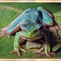 FRAMED FROGS