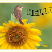 HELLO
