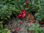 Lingonberries