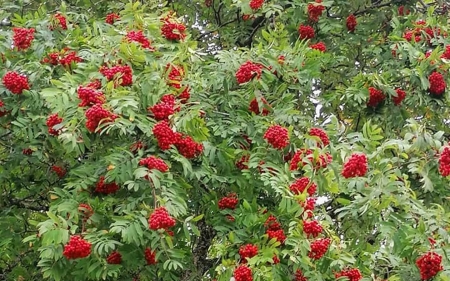 Rowan - Latvia, berries, tree, rowan