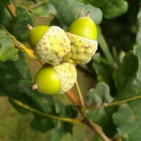 Acorns