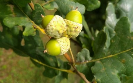 Acorns - Latvia, acorns, macro, pak, tree, leaves