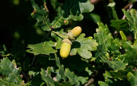 Acorns - acorns, macro, tree, oak, leaves