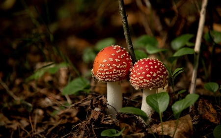 Mushrooms - Latvia, forests, mushrooms, macro
