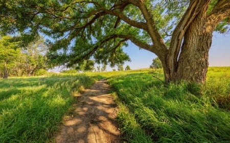 Country road - summer, photography, HD, tree, path, nature, old, shade, field