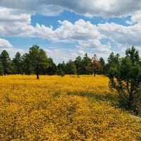 Field of flowers, Anderson Mesa, Flagstaff, Arizona