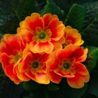 Primula