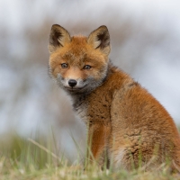 Fox Cub