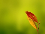 Two orange leaves