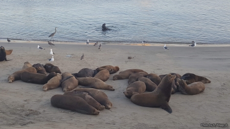 California Sea Lions - beach, blue, california, egret, heron, lions, reflections, sand, sea, water