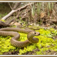 EASTERN BROWN SNAKE