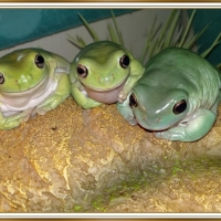 FRAMED FROGS