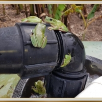 FRAMED FROGS