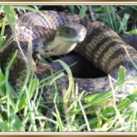 TIGER SNAKE