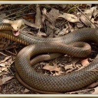 EASTERN BROWN SNAKE