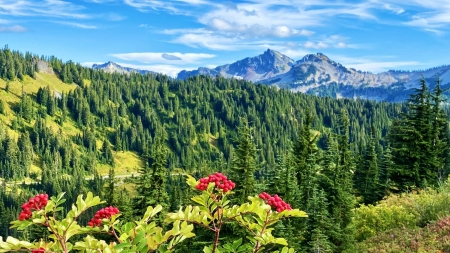 Tatoosh range, Washington - reflections, clouds, trees, landscape, usa, berries, lake, mountains, sky