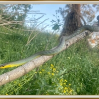 COMMON TREE SNAKE