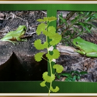 FRAMED FROGS