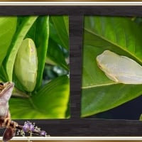 FRAMED FROGS