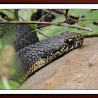 FRAMED SNAKE