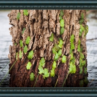 FRAMED FROGS