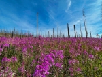 Superbloom in the Idaho backcountry