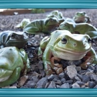 FRAMED FROGS