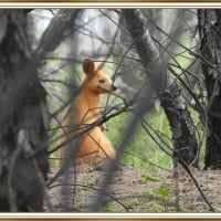 GOLDEN SWAMP WALLABY