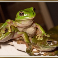 FRAMED FROGS