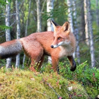 fox