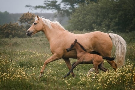 Horse with her Colt - pasture, horses, nature, colt