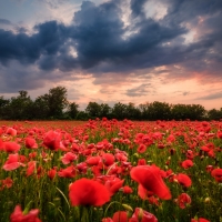 Poppy field at Sunset