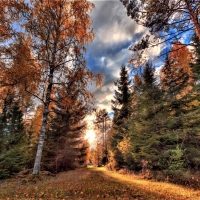 autumn trees