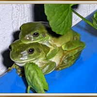 FRAMED FROGS