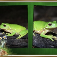 FRAMED FROGS