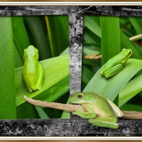 FRAMED FROGS